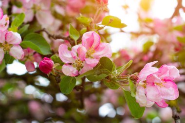 Taze beyaz ve pembe elma ağacı çiçekleri baharda bahçede yeşil yaprakların üzerinde çiçek açar..