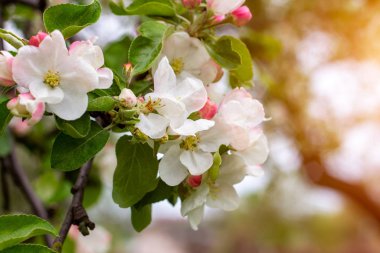 Taze beyaz ve pembe elma ağacı çiçekleri baharda bahçede yeşil yaprakların üzerinde çiçek açar..