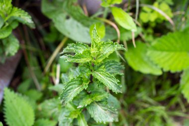 Taze taze taze nane yeşili bitki yaprakları çimlerin ve bitkilerin arka planında yazın bahçede..