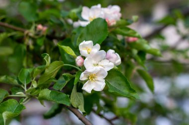 Taze beyaz ve pembe elma ağacı çiçekleri baharda bahçede yeşil yaprakların üzerinde çiçek açar..