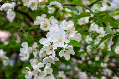 Taze beyaz ve pembe elma ağacı çiçekleri baharda bahçede yeşil yaprakların üzerinde çiçek açar..