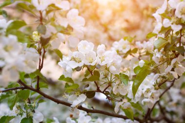 Taze beyaz ve pembe elma ağacı çiçekleri baharda bahçede yeşil yaprakların üzerinde çiçek açar..