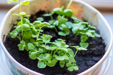 Taze çiğ yeşil organik fesleğen (Ocimum bazilika) genç bitkiler hafif arka planda saksılarda yapraklar bırakırlar..