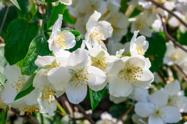 Taze beyaz yasemin bitkisi yeşil yapraklı çiçekler baharda bahçede çiçek açar..