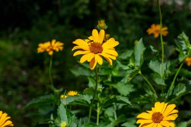 Heliopsis (Sahte Ayçiçeği), baharda ve yaz mevsiminde bahçede yeşil yapraklarla çiçek açar..