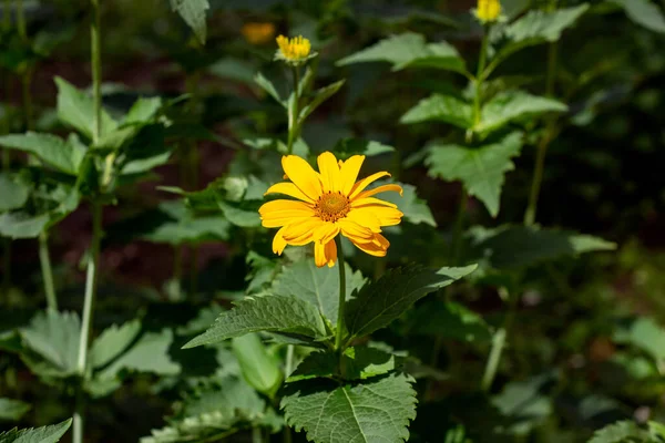 Flor Flor Heliopsis Falso Girassol Com Folhas Verdes Jardim Primavera — Fotografia de Stock