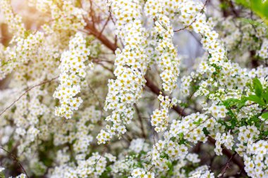 Çiçek açan güzel beyaz çalılar Vanhoutte Spirea ya da gelin çelengi (Spiraea Vanhouttei) baharda bahçede yeşil yapraklı.