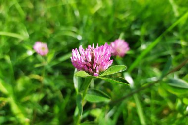 Yazın yeşil yapraklı arka planda çiçek açan pembe ve kırmızı yoncaya (trifolium pratense) yakın plan. Seçici odak fotoğrafçılığı.