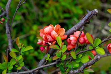 Parlak kırmızı ve pembe Çin Chaemnomeles süperba ayva çiçekleri baharda bahçede yeşil yapraklarla çiçek açar..