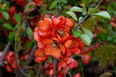 Parlak kırmızı ve pembe Çin Chaemnomeles süperba ayva çiçekleri baharda bahçede yeşil yapraklarla çiçek açar..