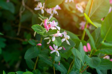 Parlak beyaz ve pembe dekoratif Japon Hanımeli (Lonicera Caprifolium) çiçekleri baharda bahçede yeşil yapraklarla çiçek açar..