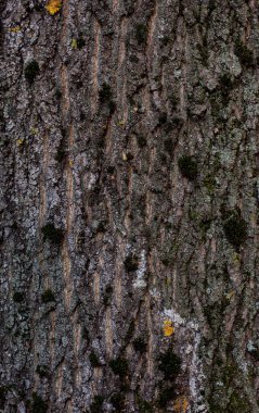 Soyut eski koyu gri ağaç kabuğu kabuğu yardım dokusu arka planı. Fotoğrafçılığı kapat.