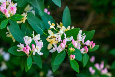 Parlak beyaz ve pembe dekoratif Japon Hanımeli (Lonicera Caprifolium) çiçekleri baharda bahçede yeşil yapraklarla çiçek açar.