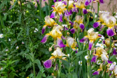Parlak mor, beyaz, mavi ve mor çiçeklenme Iris xiphium (Bulbous iris, sibirica) yeşil yaprakları üzerinde ilkbahar ve yaz aylarında bahçede ang çim arka plan.