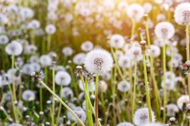 Taze yeşil karahindibalar ve yaz mevsiminde çayır çimlerinde çiçek açan tüylü hava topları.