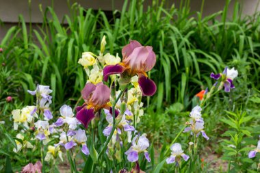 Parlak mor, beyaz, mavi ve mor çiçeklenme Iris xiphium (Bulbous iris, sibirica) yeşil yaprakları üzerinde ilkbahar ve yaz aylarında bahçede ang çim arka plan
