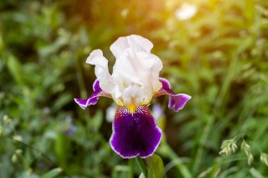 Parlak mor, beyaz, mavi ve mor çiçeklenme Iris xiphium (Bulbous iris, sibirica) yeşil yaprakları üzerinde ilkbahar ve yaz aylarında bahçede ang çim arka plan