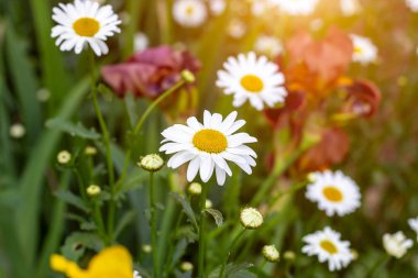 Yeşil yapraklar ve yaz mevsiminde yeşil yapraklar üzerinde yabani beyaz ve sarı papatya çiçekleri açar.