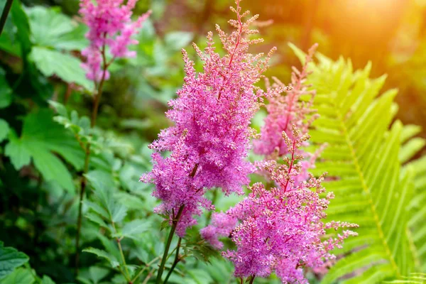 Яркие Красочные Розовые Цветущие Цветы Astilbe Arendsii Фанал Зелеными Листьями — стоковое фото