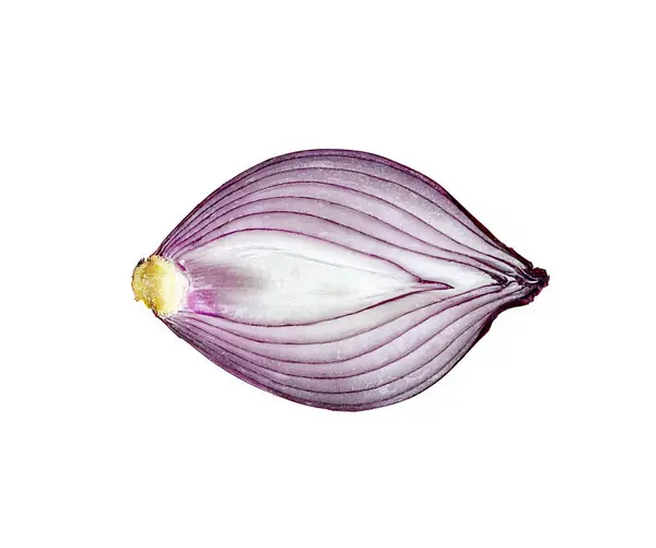 Fresh Raw Red Sliced Onion Bulb Isolated White Background — Stock Photo, Image