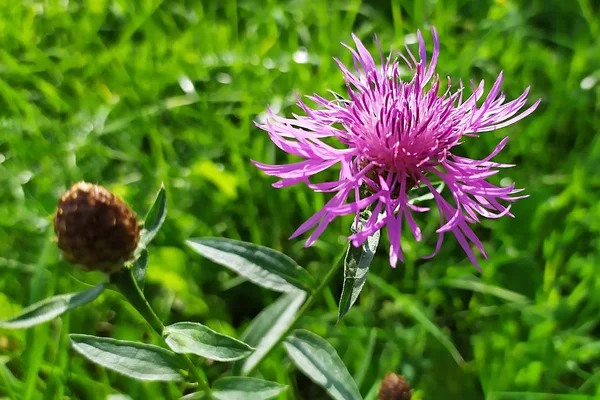 Brillante Flor Púrpura Prado Aciano Centaurea Jacea Brown Knapweed Conocido — Foto de Stock