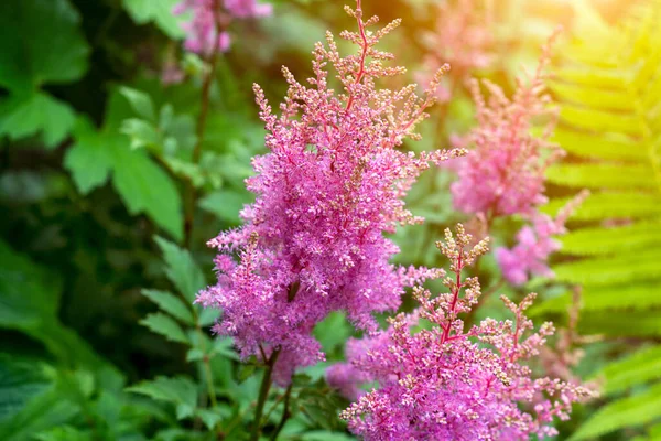 Яркие Красочные Розовые Цветущие Цветы Astilbe Arendsii Фанал Зелеными Листьями — стоковое фото