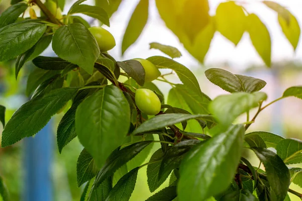 Green Plum Ripen Tree Branch Garden Spring Summer Leaves Background — Stock Photo, Image