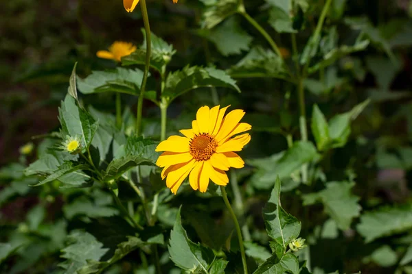 Heliopsis False Sunflower Blomma Med Gröna Blad Trädgården Våren Och — Stockfoto