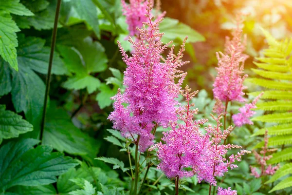 Яркие Красочные Розовые Цветущие Цветы Astilbe Arendsii Фанал Зелеными Листьями — стоковое фото