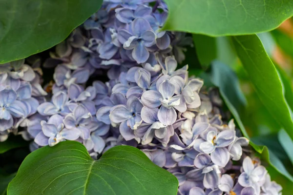 Blommande Gren Lila Lila Syringa Vulgaris Blommor Gröna Löv Bakgrund — Stockfoto