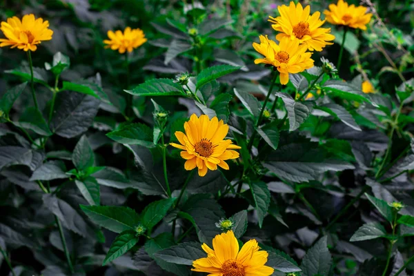 Flor Flor Heliopsis Falso Girassol Com Folhas Verdes Jardim Primavera — Fotografia de Stock