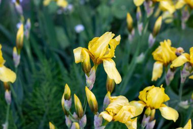Yeşil yapraklar üzerinde açık sarı çiçek açan süsen çiçekleri (Bulbous iris, sibirica) bahar ve yaz aylarında bahçede çimen arka planında