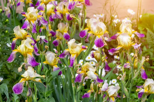 Bright Purple White Blue Violet Blooming Iris Xiphium Bulbous Iris — Stock Photo, Image
