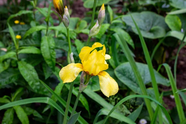 Ljusgul Blommande Irises Xiphium Bulbous Iris Sibirica Gröna Blad Ang — Stockfoto