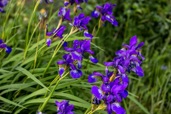 Jasny Fioletowy Biały Niebieski Fioletowy Kwitnące Iris Xiphium Bulbous Iris — Zdjęcie stockowe