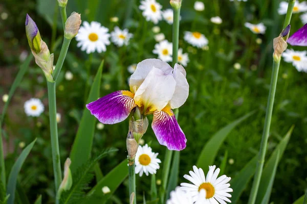 Jasny Fioletowy Biały Niebieski Fioletowy Kwitnące Iris Xiphium Bulbous Iris — Zdjęcie stockowe