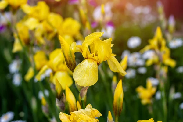 Light Yellow Blooming Irises Xiphium Bulbous Iris Sibirica Green Leaves — Stock Photo, Image