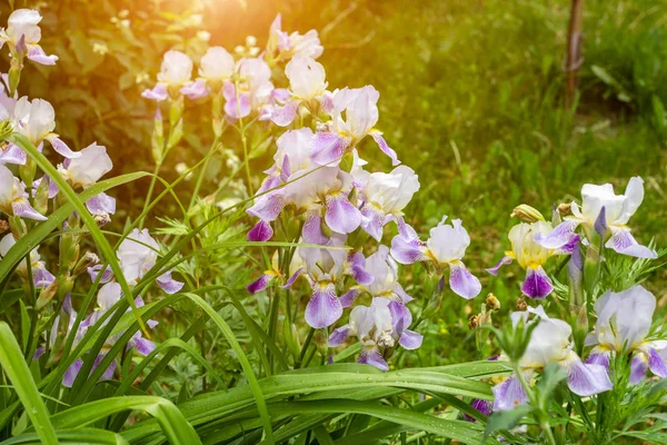 Bright Purple White Blue Violet Blooming Iris Xiphium Bulbous Iris Royalty Free Stock Images