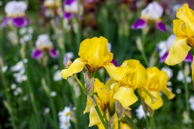 Yeşil yapraklar üzerinde açık sarı çiçek açan süsen çiçekleri (Bulbous iris, sibirica) bahar ve yaz aylarında bahçede çimen arka planında