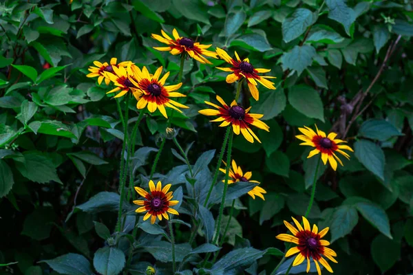 夏季草场背景下的草地上 明亮的黄色和橙色的黑眼苏珊 Rudbeckia Hirta 花朵绽放 — 图库照片