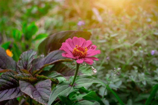 Açık Pembe Turuncu Zinnia Molino Çiçeği Yaz Mevsiminde Çayırda Çiçek — Stok fotoğraf