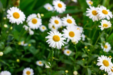 Yeşil yapraklar ve yaz mevsiminde yeşil yapraklar üzerinde yabani beyaz ve sarı papatya çiçekleri açar.