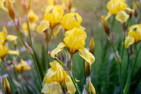 Bright Yellow Blooming Irises Xiphium Bulbous Iris Sibirica Green Leaves — Stock Photo, Image