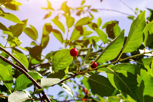 Rote Reifende Beeren Auf Einem Zweig Des Süßkirschbaums Garten Frühling — Stockfoto