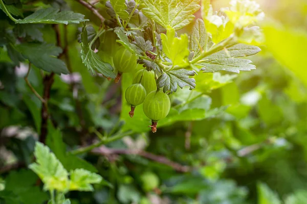 Färska Gröna Krusbär Mognar Med Blad Gren Buske Trädgården Sommaren — Stockfoto