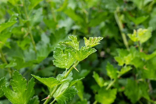 Frische Grüne Stachelbeerzweige Mit Blättern Einem Zweig Eines Busches Garten — Stockfoto