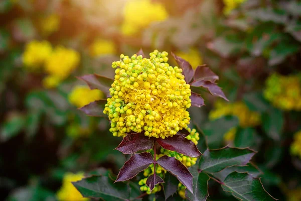 Világos Sárga Mahonia Aquifolium Bokor Virágok Zöld Levelek Háttér Kertben — Stock Fotó