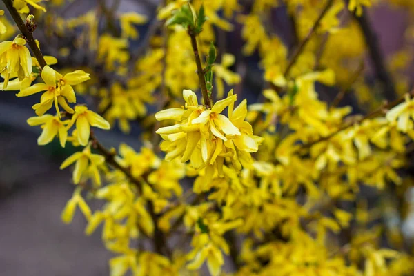 Flores Arbusto Forsythia Amarelo Brilhante Jardim Estação Primavera Fechar — Fotografia de Stock