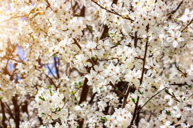 Baharda bahçede çiçek açan Asya kirazından taze beyaz çiçekler yakın..