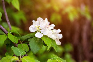 Taze beyaz elma ağacı çiçekleri baharda bahçede yeşil yaprakların üzerinde çiçek açar..
